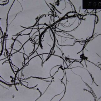 Short COOH Functionalized Multi Walled Carbon Nanotubes 20-30nm