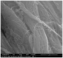 Single-Walled-Carbon-Nanotubes-95-SEM
