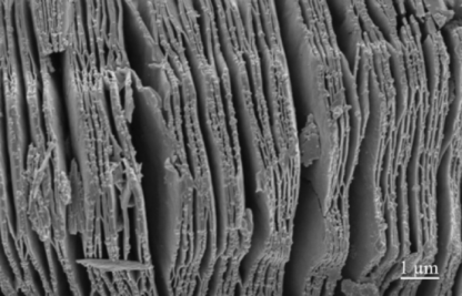 Ti3C2-MXene-SEM-Image-1um-scale